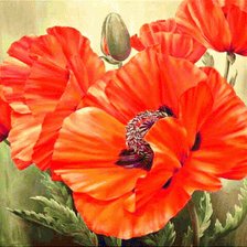 Схема вышивки «Яркие маки»