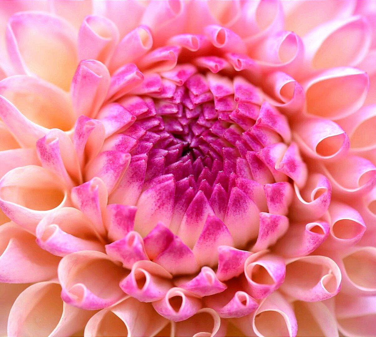 Георгин - оригинал