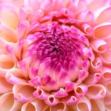 Схема вышивки «Георгин»