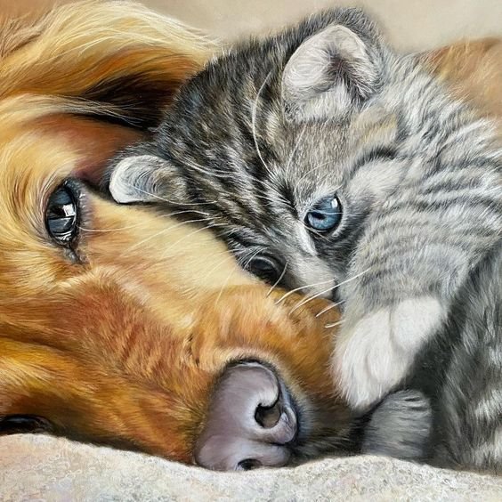 Кот с собакой - домашние животные, собака, кот - оригинал