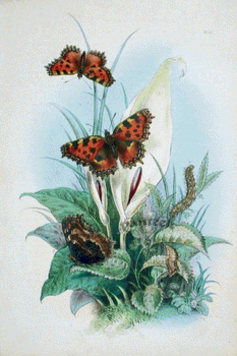 Бабочки - бабочки - предпросмотр