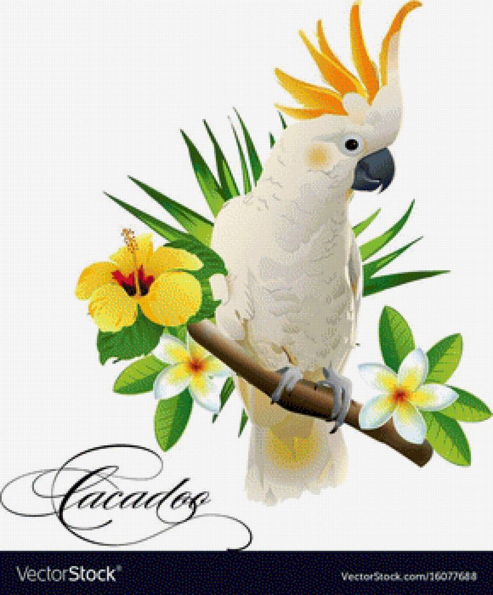 Попугай - попугай - предпросмотр