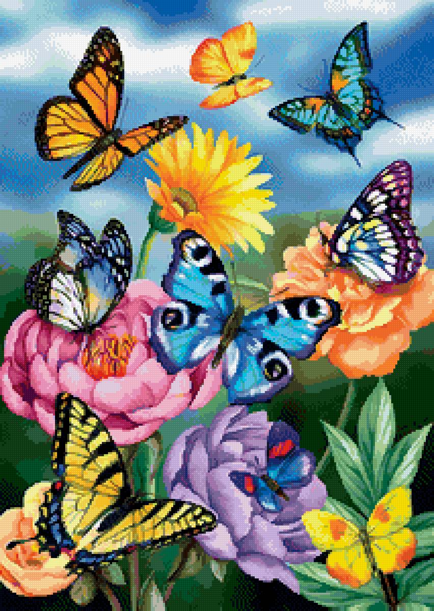 бабочки - предпросмотр