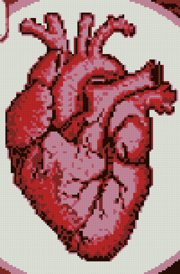 Сердце анатомия - предпросмотр