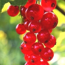 Схема вышивки «Смородина»