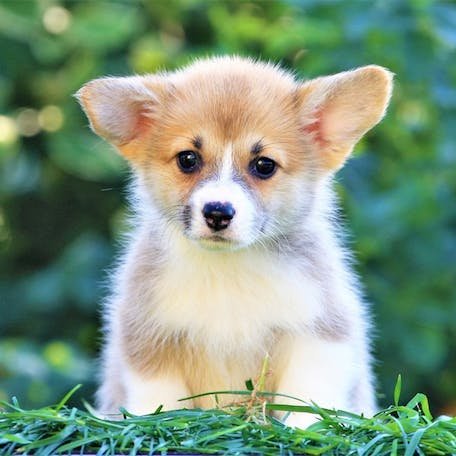 Корги♥️ - вышивка, корги, собачки, милота - оригинал