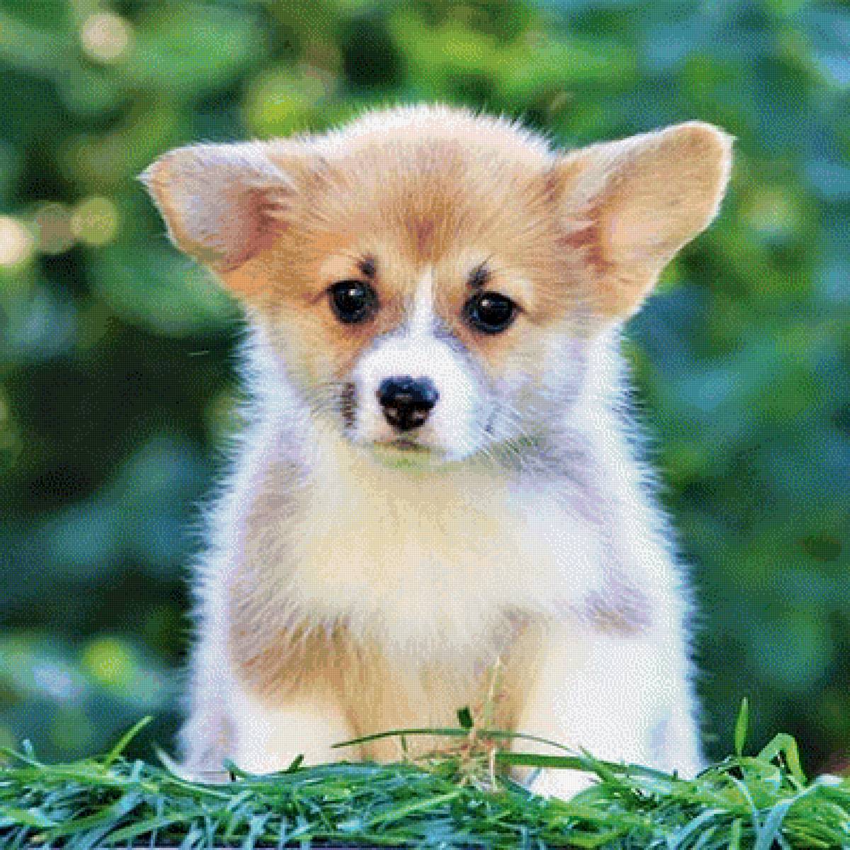 Корги♥️ - корги, милота, собачки, вышивка - предпросмотр