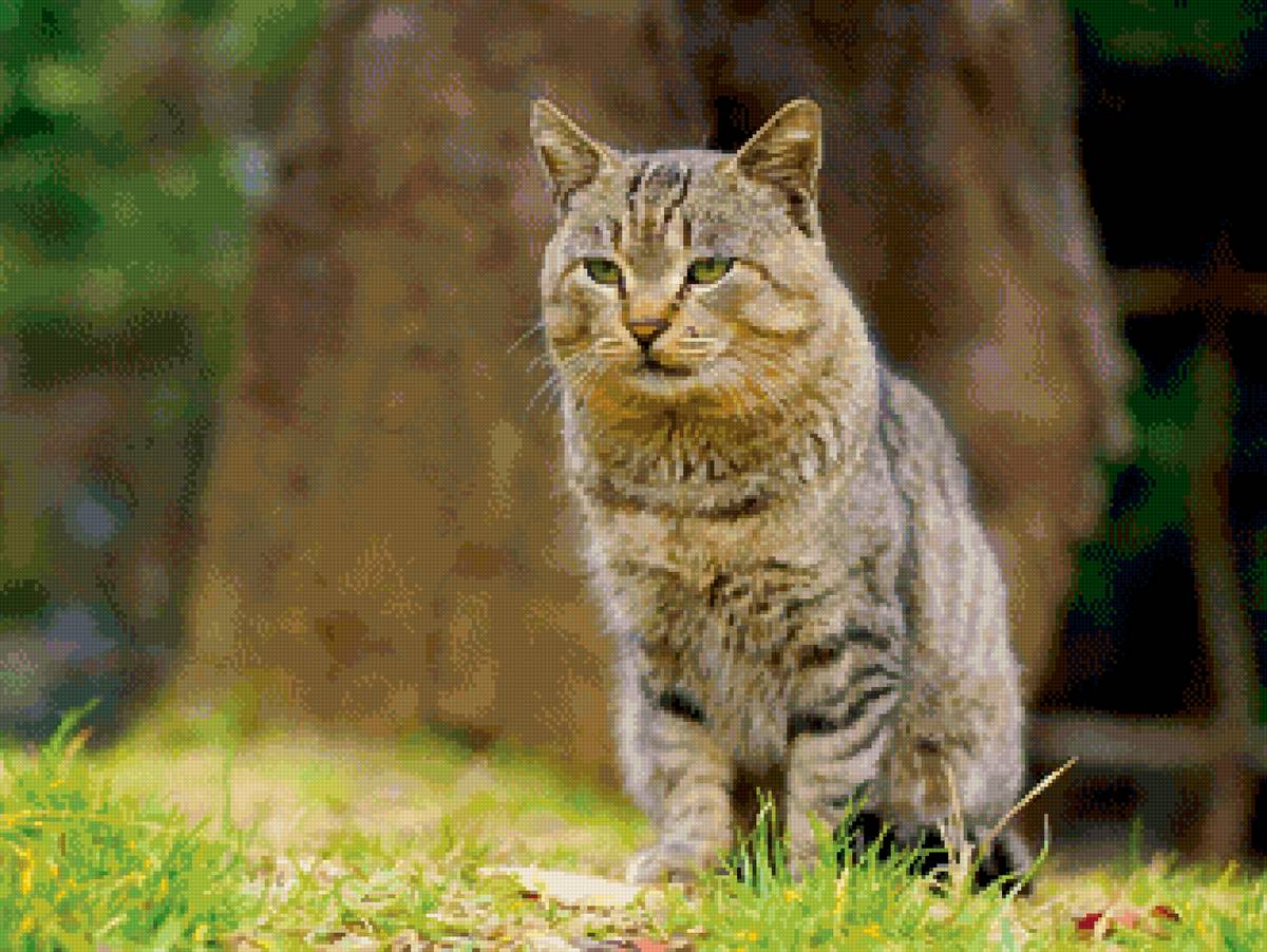 №2692036 - котик, кот, трава - предпросмотр