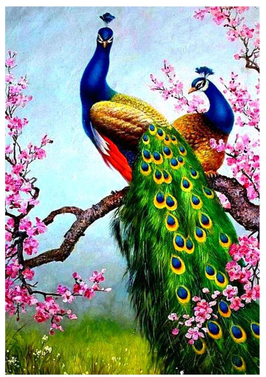 павлины - павлины - оригинал