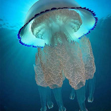 Схема вышивки «медуза»