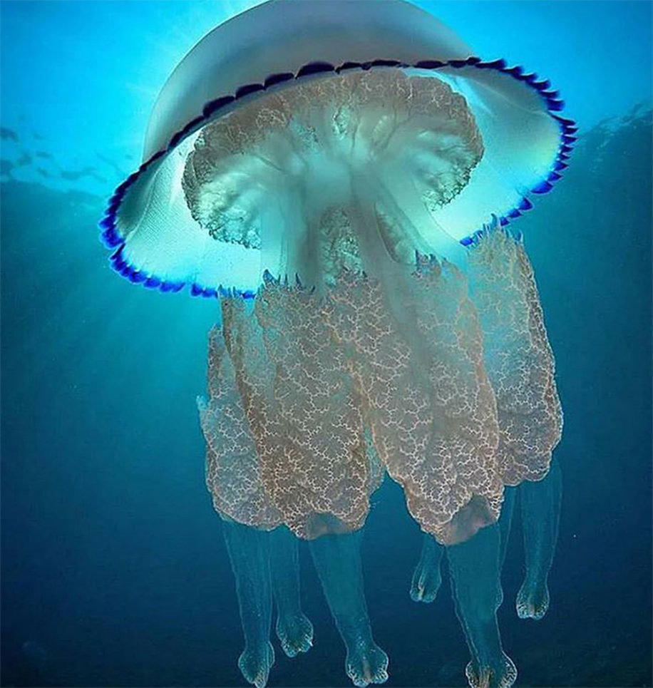 медуза - медуза - оригинал