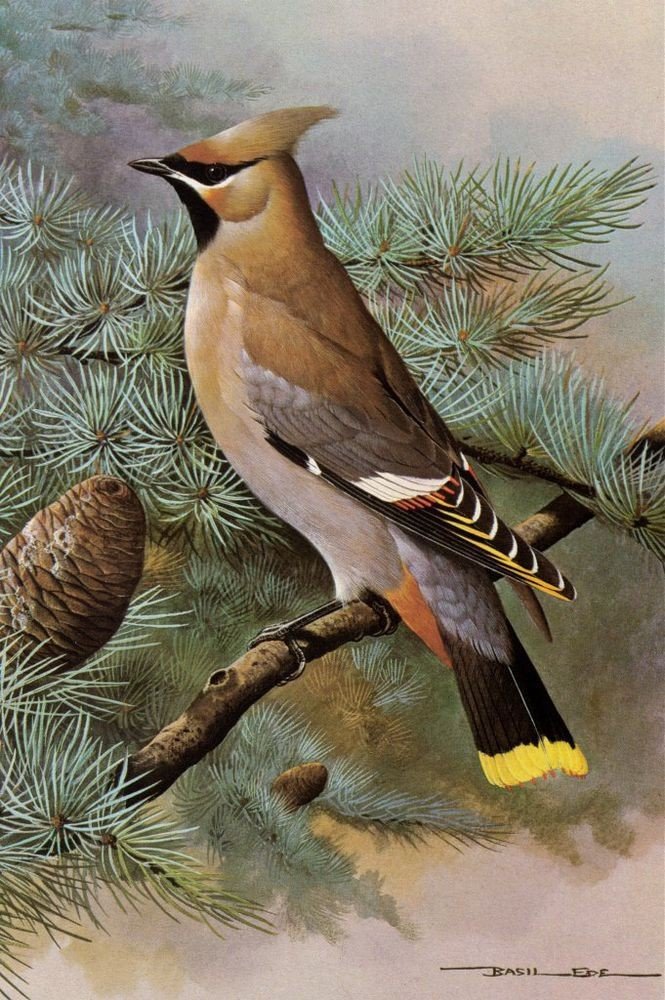 Птичка с хохолком - птица, ель, шишка - оригинал