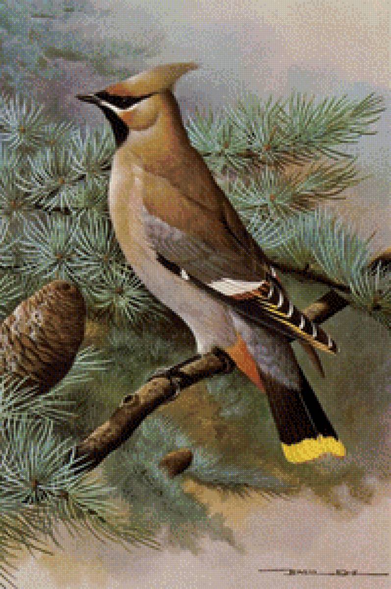 Птичка с хохолком - ель, птица, шишка - предпросмотр