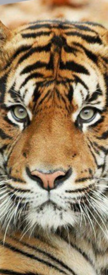 Тигр вышивка галстука - галстук, тигр, узкая - оригинал