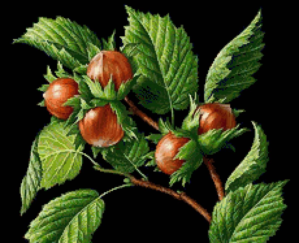 орехи - урожай - предпросмотр