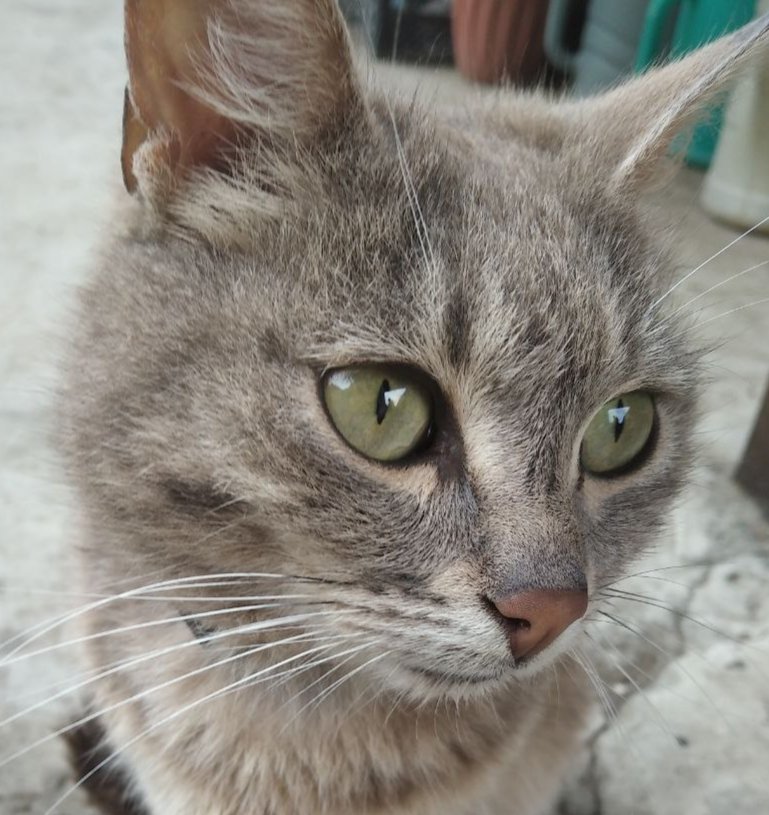 Кот Серега - животные, кот - оригинал