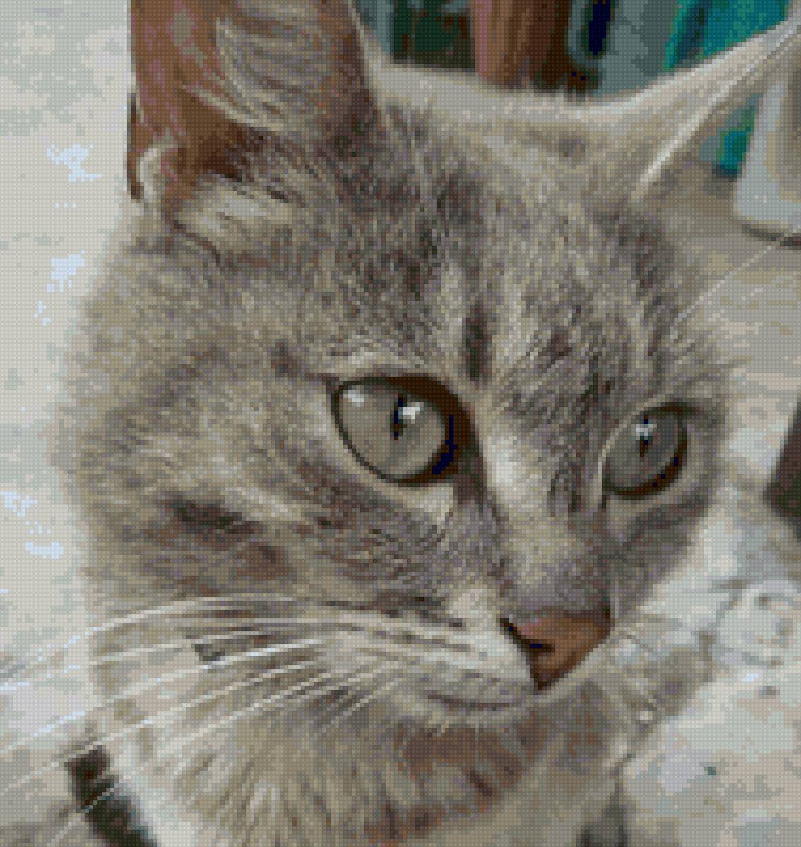 Кот Серега - животные, кот - предпросмотр