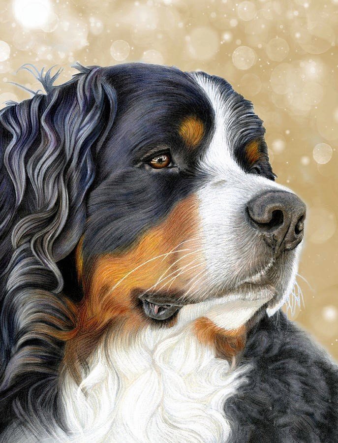 №2696173 - пес, животные, собака - оригинал