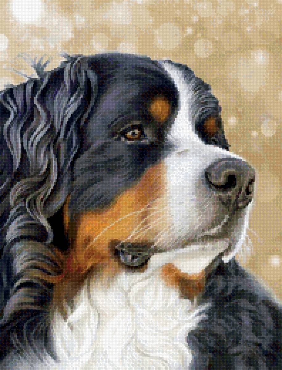 №2696173 - животные, собака, пес - предпросмотр