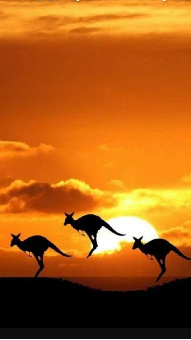 Жара. - кенгуру. австралия - оригинал