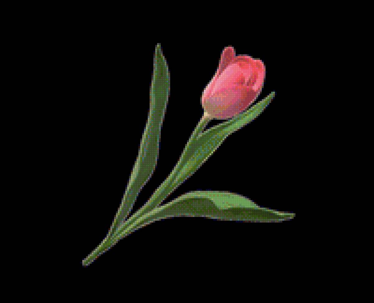 Tulpe - tulpe, blumen - предпросмотр