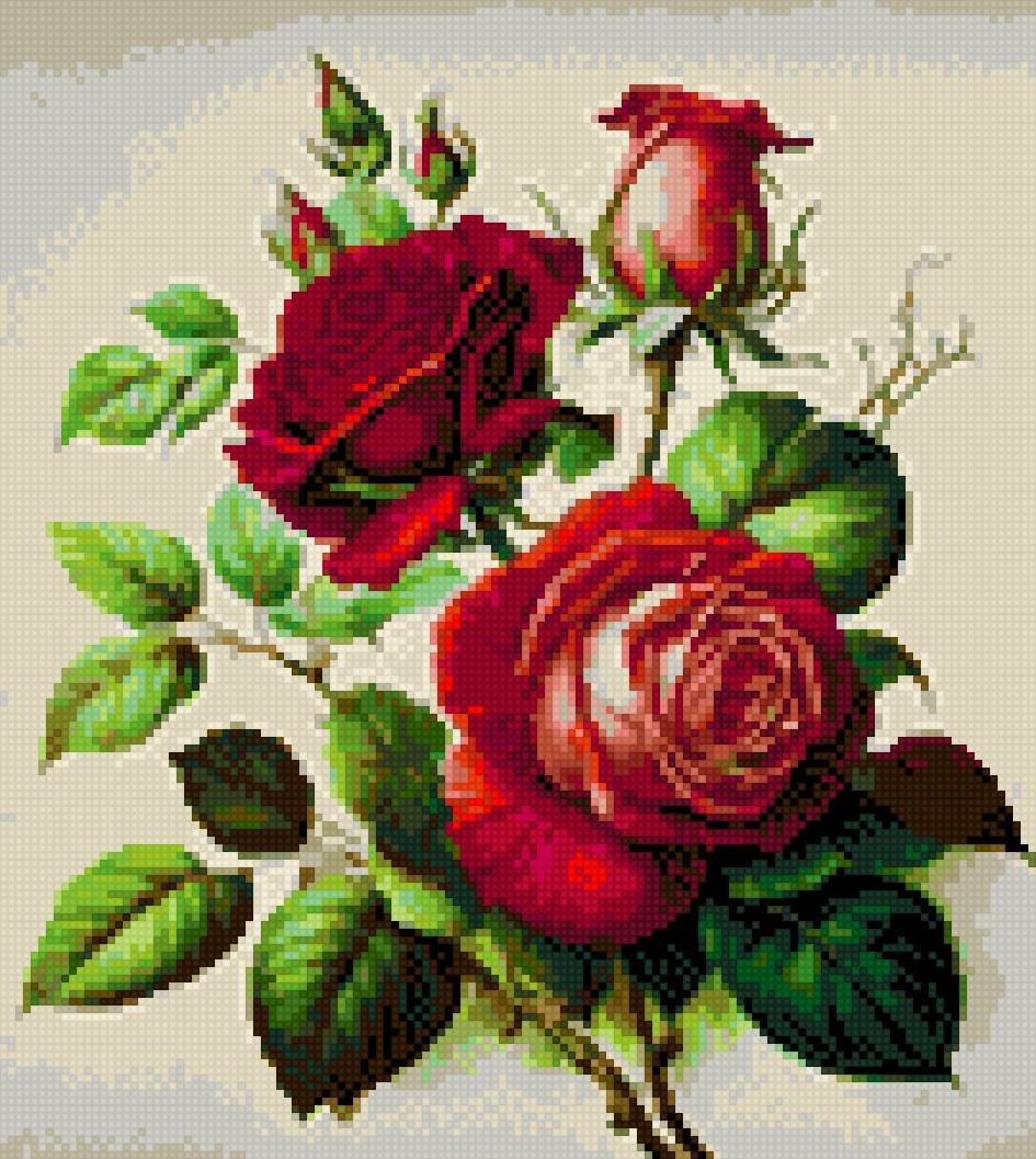 rosas 135x151 - предпросмотр