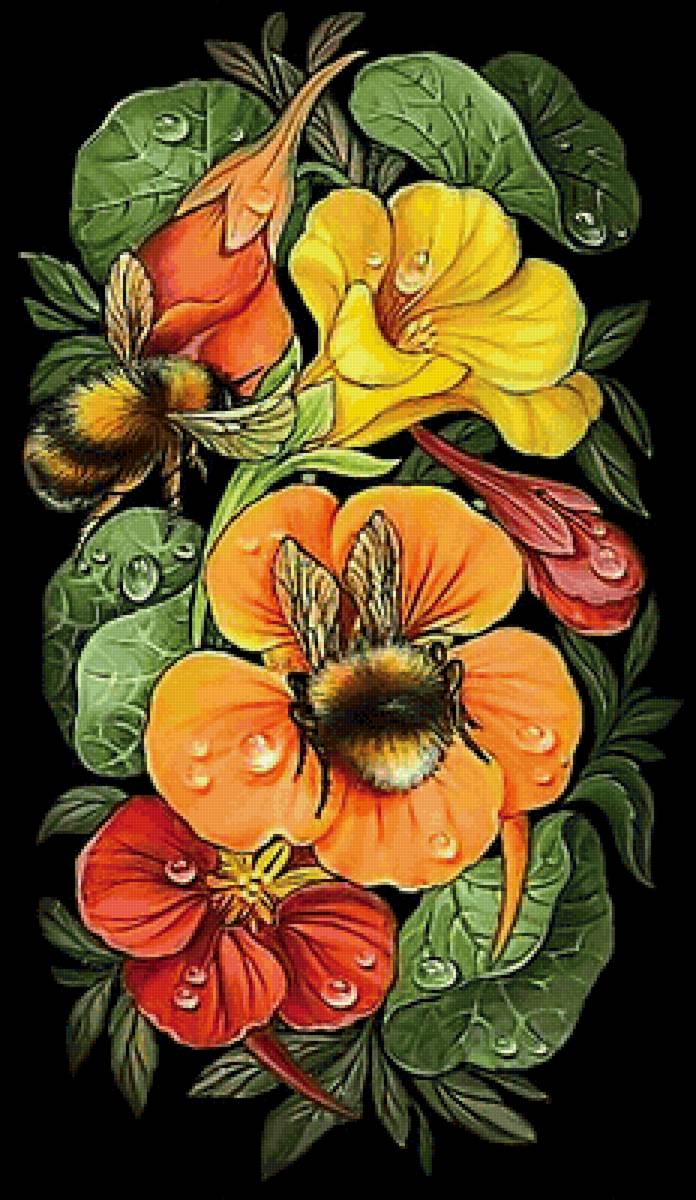 Настурция - цветы - предпросмотр