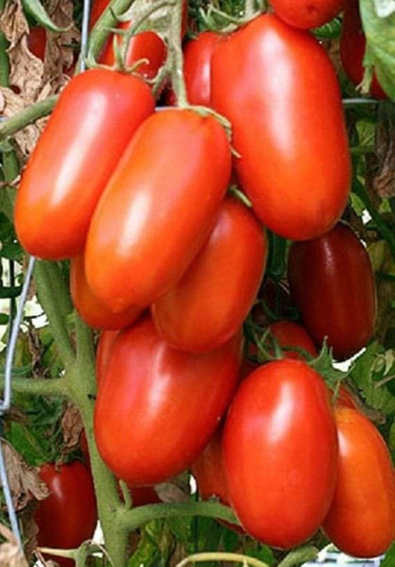 Tomates de pera - оригинал
