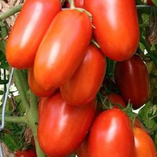 Оригинал схемы вышивки «Tomates de pera» (№2699862)