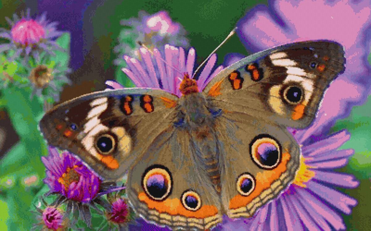 бабочка - лето, пнк, природа, бабочка - предпросмотр