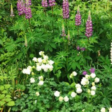 Схема вышивки «Мамины цветы»