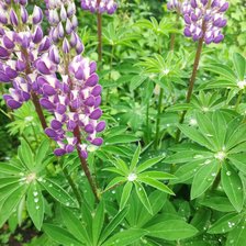 Схема вышивки «Лето»