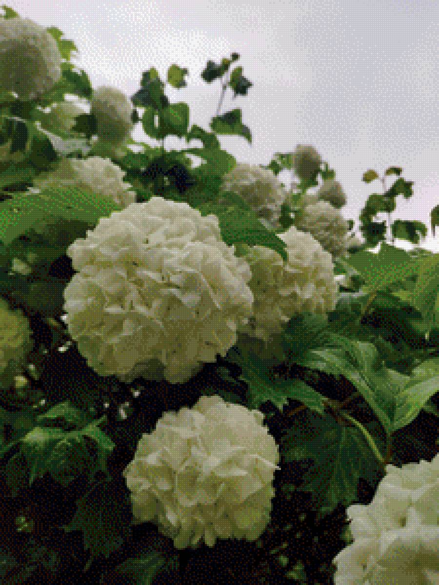 Бульдонеш2 - калина, цветы - предпросмотр