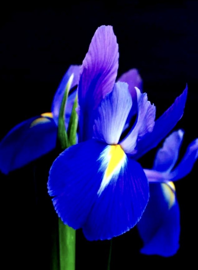 Яркий ирис - фиолетовый, ирис, цветок - оригинал