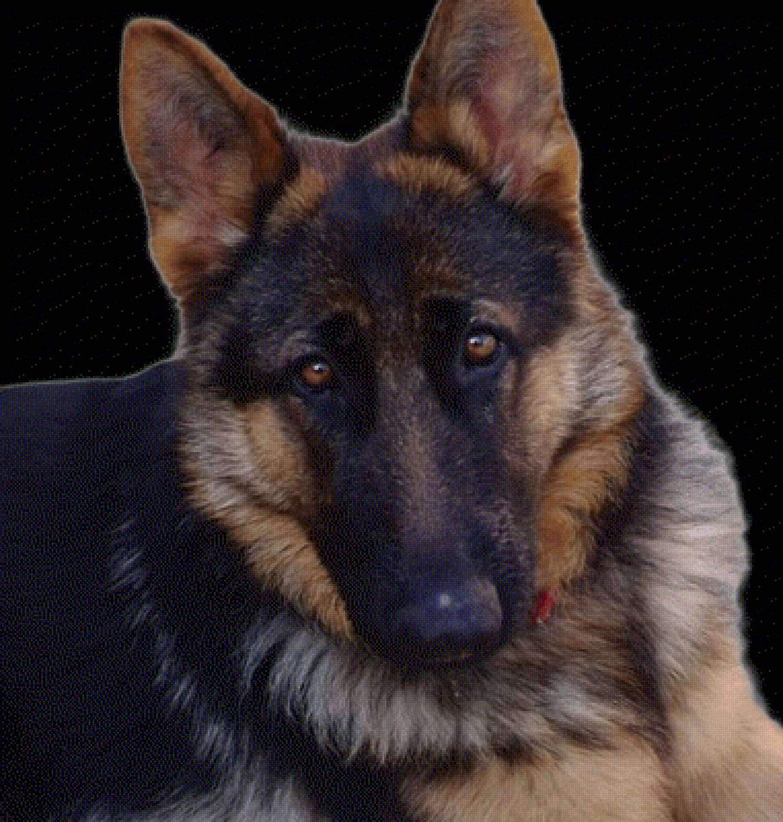 Sahira joven - pastora alemán - предпросмотр