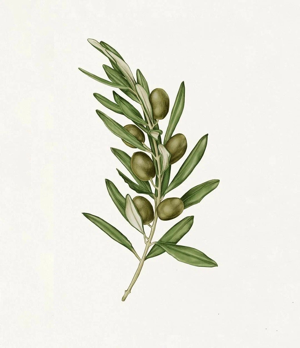 Олива - панно, наволочка, подушка, олива - оригинал