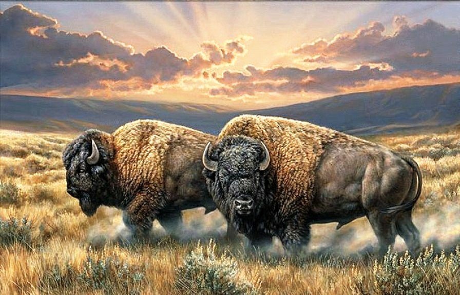 №2703813 - животные, бизоны - оригинал