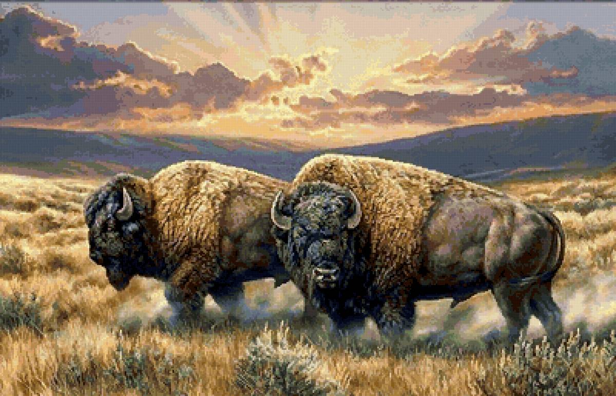 №2703813 - бизоны, животные - предпросмотр