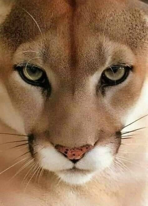 Пума - животные, пума - оригинал