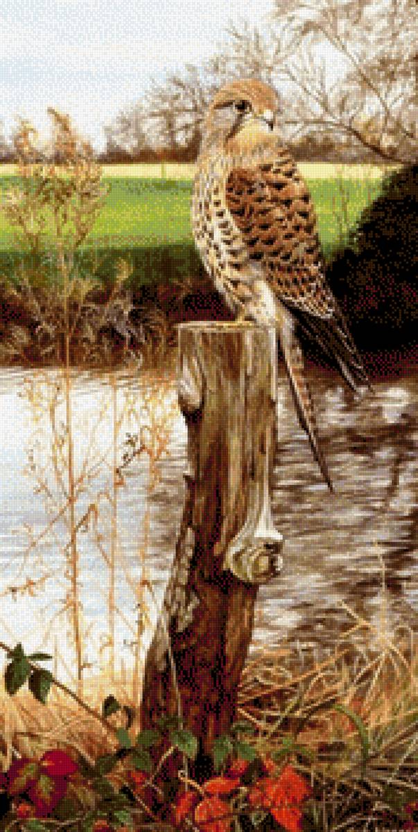 Хищная птица - птица, вода, пейзаж - предпросмотр