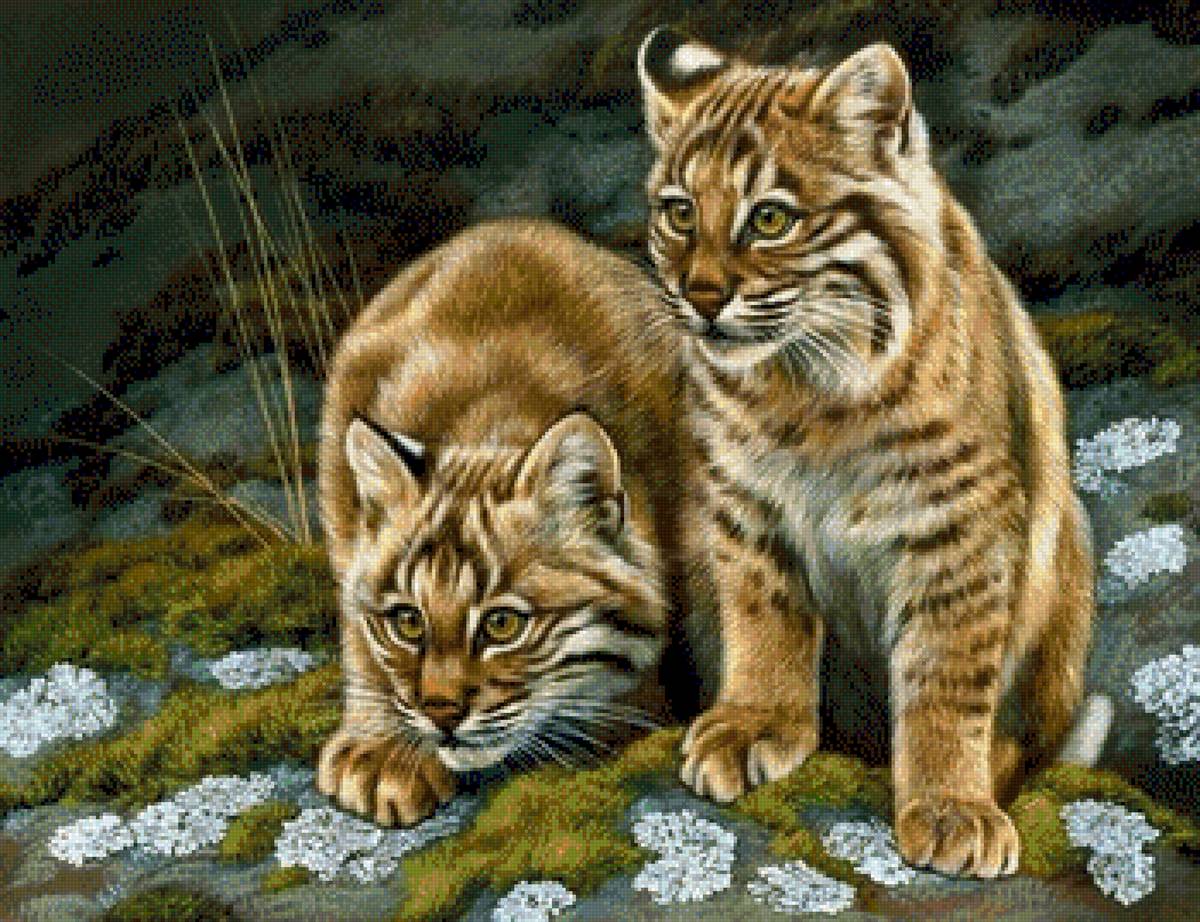 Дикие кошки - дикие животные, кошки - предпросмотр