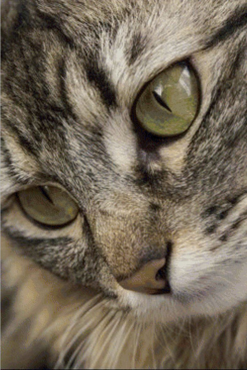 Любимая кошка. - кошка. - оригинал