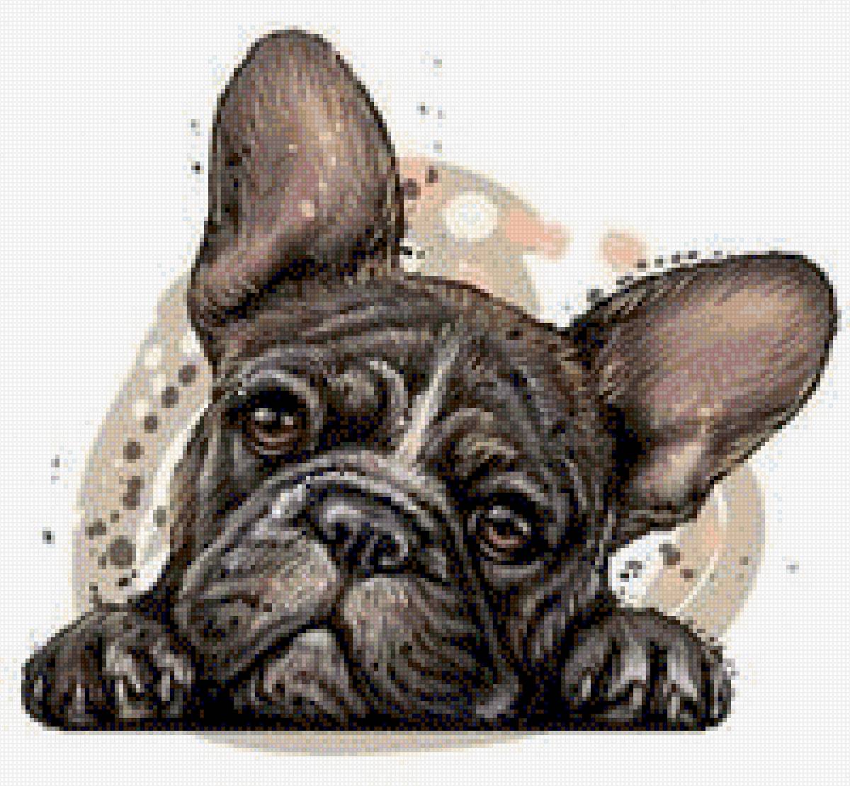 Buldong francés - предпросмотр