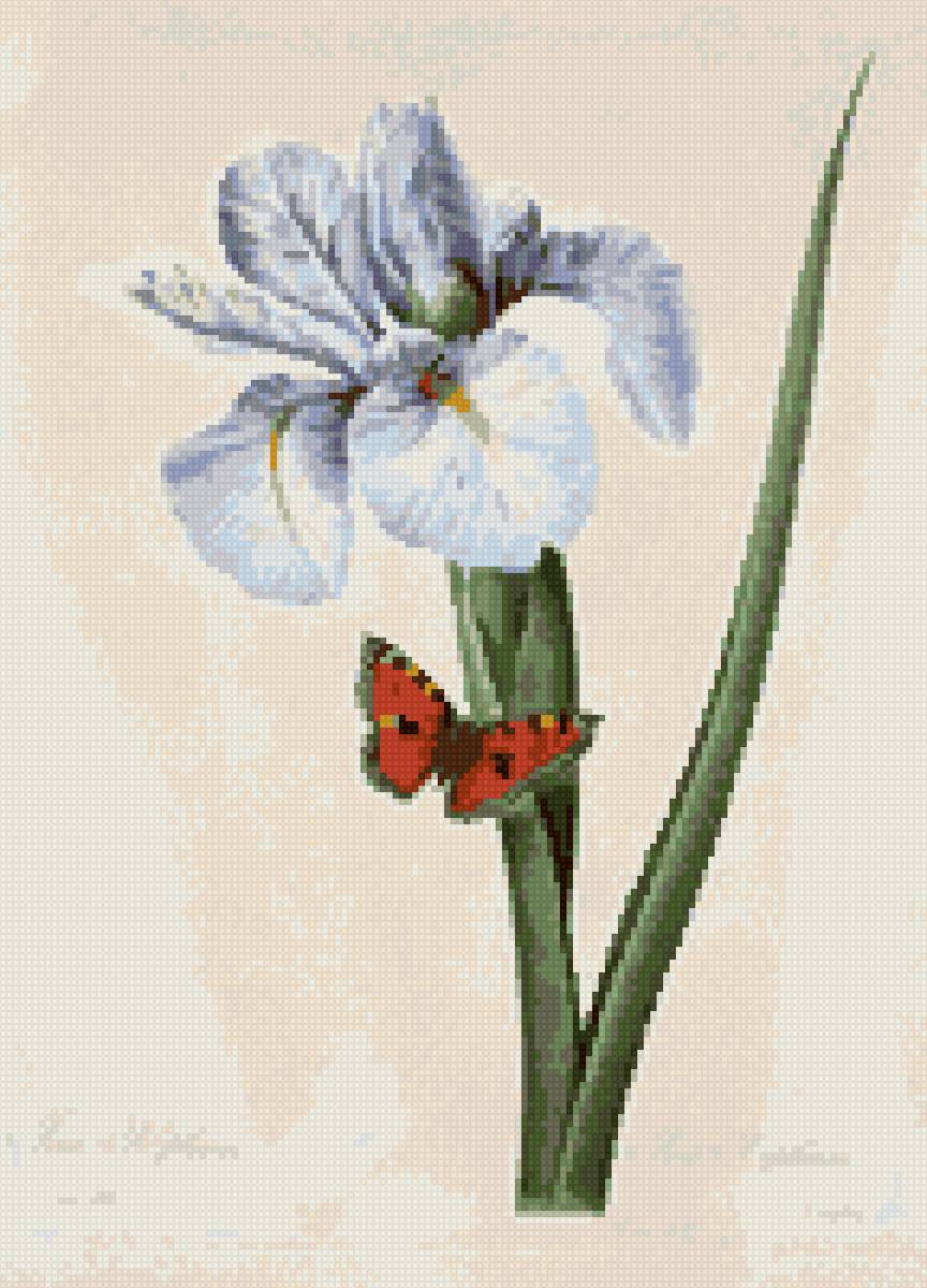 Ирис - цветы, ирис, летние цветы - предпросмотр