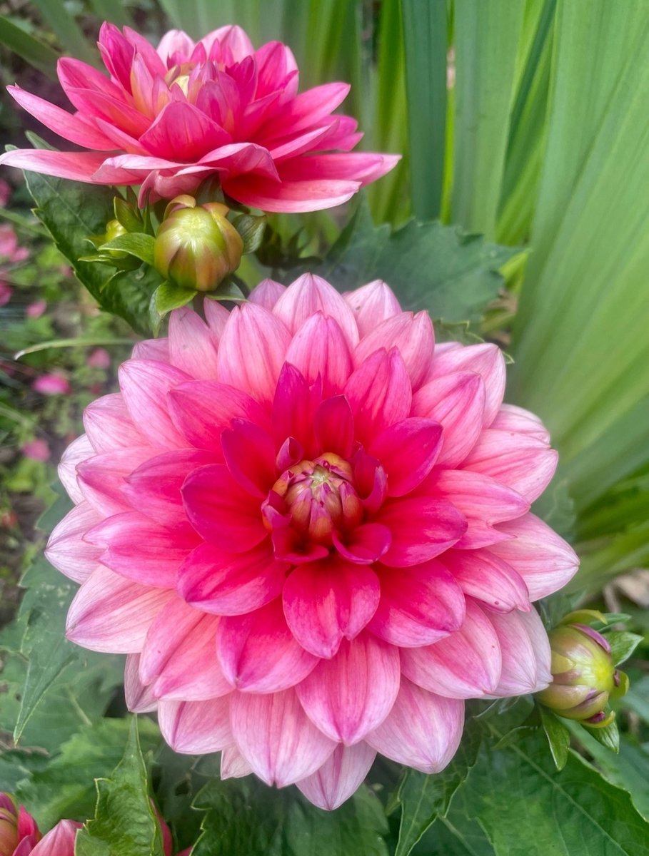 Георгины - сад, растения, цветы - оригинал