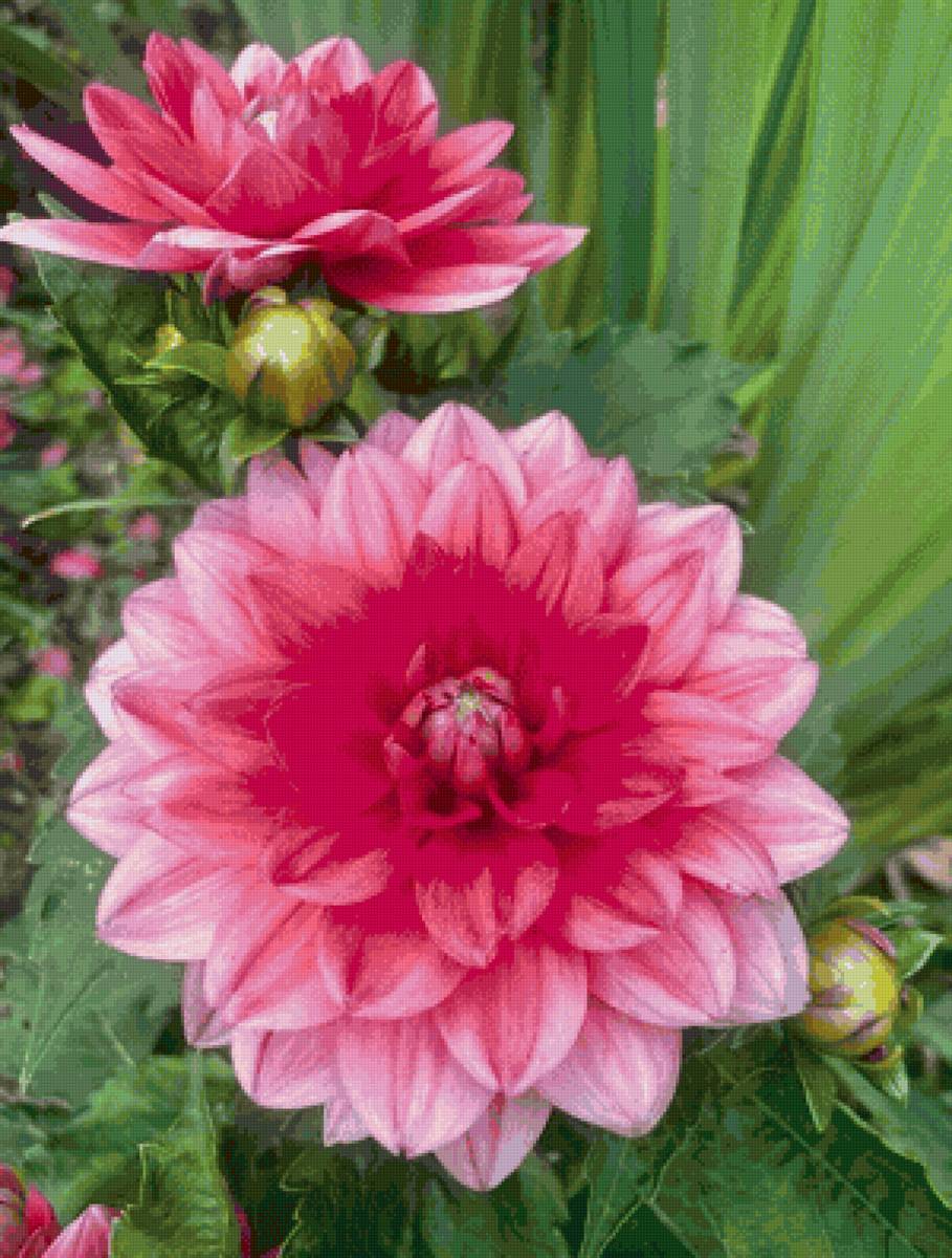 Георгины - цветы, растения, сад - предпросмотр