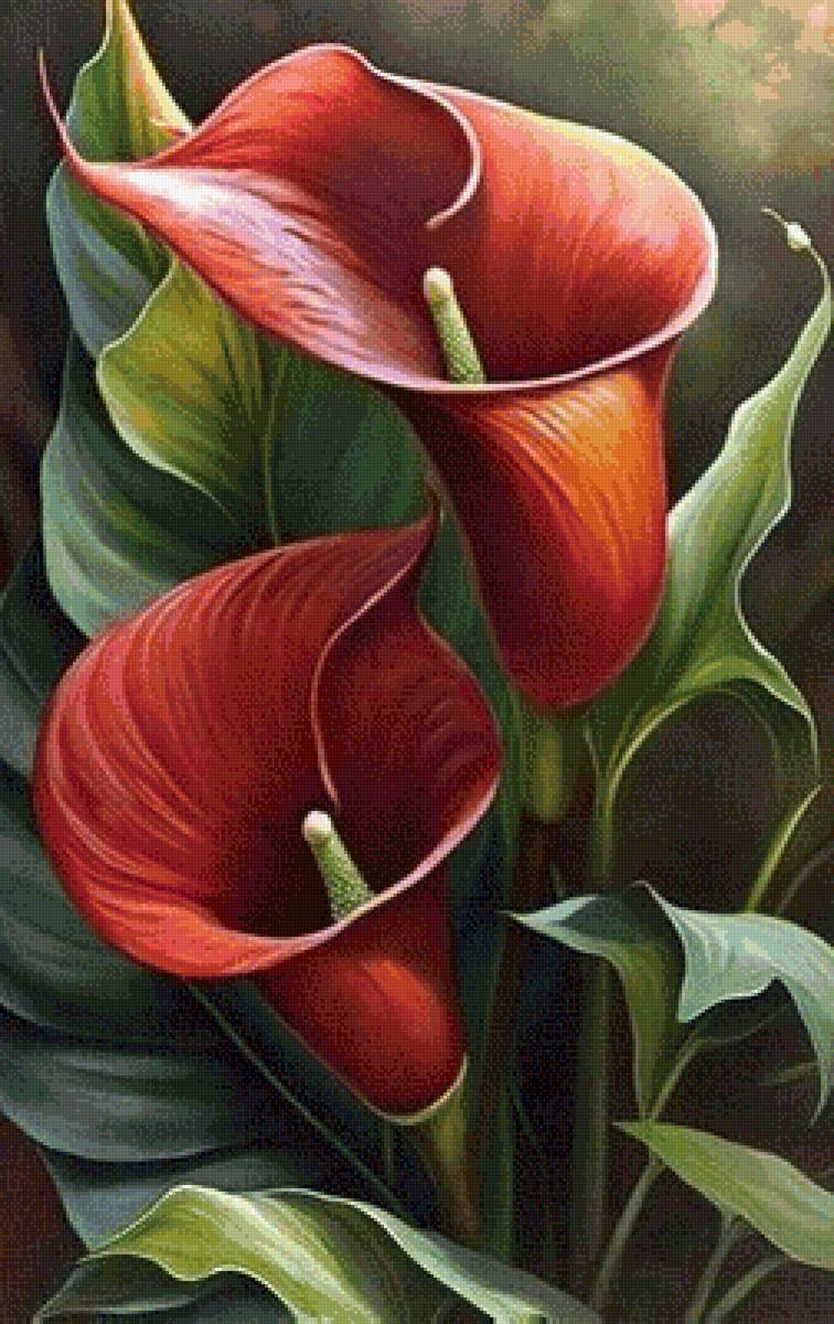 красные каллы - цветы, растения, букет - предпросмотр