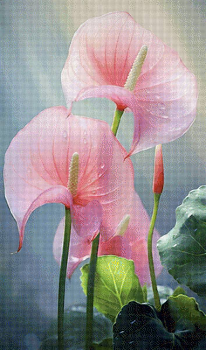 нежность - цветы, растение, антуриум - предпросмотр