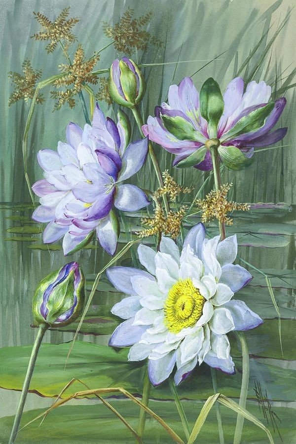 лотосы - оригинал