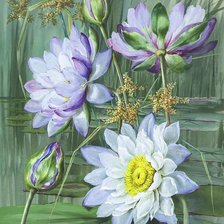 Схема вышивки «лотосы»